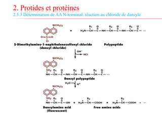 2. Protides et protéines
2.5.3 Détermination de AA N-terminal: réaction au chloride de dansyle
 