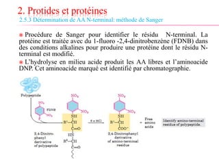 2. Protides et protéines
2.5.3 Détermination de AA N-terminal: méthode de Sanger
 Procédure de Sanger pour identifier le résidu N-terminal. La
protéine est traitée avec du 1-fluoro -2,4-dinitrobenzène (FDNB) dans
des conditions alkalines pour produire une protéine dont le résidu N-
terminal est modifié.
 L’hydrolyse en milieu acide produit les AA libres et l’aminoacide
DNP. Cet aminoacide marqué est identifié par chromatographie.
 