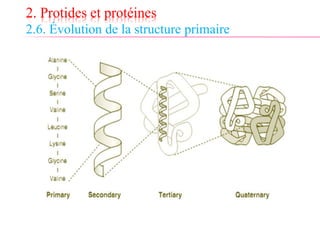 2. Protides et protéines
2.6. Évolution de la structure primaire
 