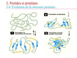 2. Protides et protéines
2.6. Évolution de la structure primaire
 