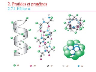 2. Protides et protéines
2.7.1 Hélice α
 