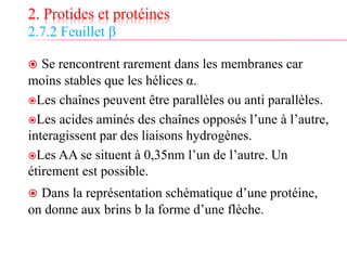2. Protides et protéines
2.7.2 Feuillet β
 Se rencontrent rarement dans les membranes car
moins stables que les hélices α.
Les chaînes peuvent être parallèles ou anti parallèles.
Les acides aminés des chaînes opposés l’une à l’autre,
interagissent par des liaisons hydrogènes.
Les AA se situent à 0,35nm l’un de l’autre. Un
étirement est possible.
 Dans la représentation schématique d’une protéine,
on donne aux brins b la forme d’une flèche.
 