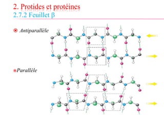 2. Protides et protéines
2.7.2 Feuillet β
 Antiparallèle
Parallèle
 