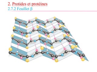 2. Protides et protéines
2.7.2 Feuillet β
 