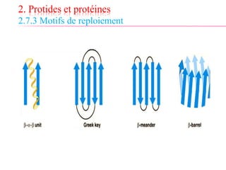 2. Protides et protéines
2.7.3 Motifs de reploiement
 
