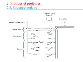 2. Protides et protéines
2.8. Structure tertiaire
 
