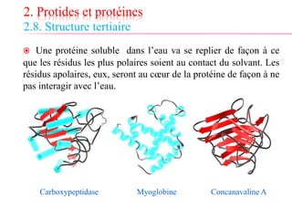 2. Protides et protéines
2.8. Structure tertiaire
 Une protéine soluble dans l’eau va se replier de façon à ce
que les résidus les plus polaires soient au contact du solvant. Les
résidus apolaires, eux, seront au cœur de la protéine de façon à ne
pas interagir avec l’eau.
Carboxypeptidase Myoglobine Concanavaline A
 