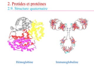 2. Protides et protéines
2.9. Structure quaternaire
Hémoglobine Immunoglobuline
 