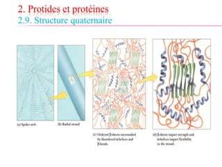 2. Protides et protéines
2.9. Structure quaternaire
 