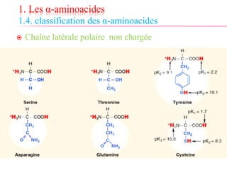 1. Les α-aminoacides
1.4. classification des α-aminoacides
 Chaîne latérale polaire non chargée
 