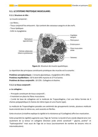 28CHV Viandes et poissons
V.1. LE SYSTEME PROTEIQUE MUSCULAIRE:
V.1.1. Structure et rôle :
Le muscle comprend :
- Les fibres ;
- Tissus conjonctif les entourent : Qui contient des vaisseaux sanguins et des nerfs.
- Tissus lipidiques
- Enfin la myoglobine.
Figure.11. Structure de muscle squelettique.
La répartition des principaux constituants protéiques des muscles est la suivante :
Protéines sarcoplasmiques : L’enzyme glycolytique, myoglobine (45 à 30%).
Protéines myofibrillaire : 50 % dont 64% myosine et 27 % d’actine.
Protéines de tissus conjonctifs : 10-15% : Collagène et élastine.
V.1.2. Le tissus conjonctif :
a- Le collagène :
- Principale constituant de tissus conjonctif ;
- Il maintient en place les fibres musculaires.
- L’unité de base de collagènes est la molécule de Tropocollagène, c’est une hélice formée de 3
chaines polypeptidique (2 chaines de même types et une d’autre type).
La molécule de Tropocollagène possède une extrémité des groupements ionisés, plusieurs molécule
toute orienté dans le même ses, sont associés en fibrilles.
Cette structure (cristalline explique la rigidité et la résistance qu’il (collagène) offre lors mastication.
Cette propriété (la rigidité) augmente avec l’âge de l’animal, la dureté d’une viande dépend ainsi non
seulement de sa teneur en collagène (fonction acide aminé constitutif ‘’ glycine, proline’’ et
‘’hydroxyproline’’ mais aussi de l’âge de ce tissus (accroissement de nombre de laissons intra et
intermoléculaire).
 