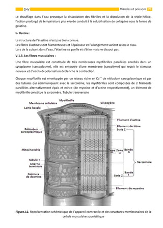 29CHV Viandes et poissons
Le chauffage dans l’eau provoque la dissociation des fibrilles et la dissolution de la triple-hélice,
l’action prolongé de température plus élevée conduit à la solubilisation de collagène sous la forme de
gélatine.
b- Elastine :
La structure de l’élastine n’est pas bien connue.
Les fibres élastines sont filamenteuses et l’épaisseur et l’allongement varient selon le tissu.
Lors de la cuisant dans l’eau, l’élastine se gonfle et s’étire mais ne dissout pas.
V.1.3. Les fibres musculaires :
Une fibre musculaire est constituée de très nombreuses myofibrilles parallèles enrobés dans un
cytoplasme (sarcoplasme), elle est entourée d’une membrane (sarcolème) qui reçoit le stimulus
nerveux et d’ont la dépolarisation déclenche la contraction.
Chaque myofibrille est enveloppée par un réseau riche en Ca++
de réticulum sarcoplasmique et par
des tubules qui communiquent avec la sarcolème, les myofibrilles sont composées de 2 filaments
parallèles alternativement épais et mince (de myosine et d’actine respectivement), un élément de
myofibrille constitue la sarcomère. Tubule transversale
Figure.12. Représentation schématique de l’appareil contractile et des structures membranaires de la
cellule musculaire squelettique
 