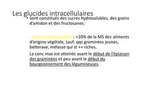 Les glucides intracellulaires
• Sont constitués des sucres hydrosolubles, des grains
d’amidon et des fructosanes:
- Sucres hydrosolubles : <10% de la MS des aliments
d’origine végétale, sauf: qqs graminées jeunes,
betterave, mélasse qui st ++ riches.
La conc max est atteinte avant le début de l’épiaison
des graminées et peu avant le début du
bourgeonnement des légumineuses.
 