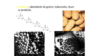 • Amidons: abondants ds grains, tubercules, leurs
ss-produits.
 