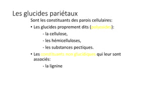 Les glucides pariétaux
Sont les constituants des parois cellulaires:
• Les glucides proprement dits (polyosides):
- la cellulose,
- les hémicelluloses,
- les substances pectiques.
• Les constituants non glucidiques qui leur sont
associés:
- la lignine
 