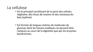 La cellulose
• Est le principal constituant de la paroi des cellules
végétales, des tissus de soutien et des vaisseaux du
bois (xylème)
• Est formée de longues chaînes de molécules de
glucoses dont les liaisons osidiques ne peuvent être
rompues au cours de la digestion que par les enzymes
bactériennes.
 