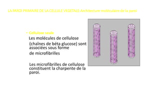 LA PAROI PRIMAIRE DE LA CELLULE VEGETALE-Architecture moléculaire de la paroi
• Cellulose seule
Les molécules de cellulose
(chaînes de béta glucose) sont
associées sous forme
de microfibrilles
Les microfibrilles de cellulose
constituent la charpente de la
paroi.
 
