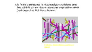 A la fin de la croissance le réseau polysaccharidique peut
être solidifié par un réseau secondaire de protéines HRGP
(Hydroxyproline Rich Glyco Proteins).
Cellulose, hémicelluloses, pectines et
HRGP.
 