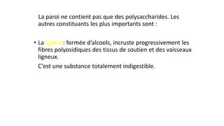 La paroi ne contient pas que des polysaccharides. Les
autres constituants les plus importants sont :
• La lignine: formée d’alcools, incruste progressivement les
fibres polyosidiques des tissus de soutien et des vaisseaux
ligneux.
C’est une substance totalement indigestible.
 