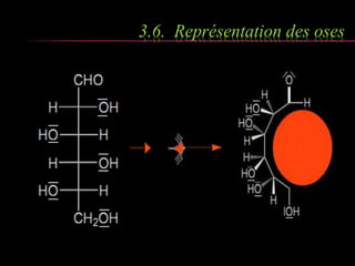 3.6. Représentation des oses 
 