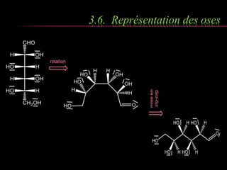 3.6. Représentation des oses 
 