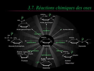 3.7. Réactions chimiques des oses 
 