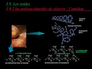 3.9. Les osides 
3.9.2 les polysaccharides de réserve : l’amidon 
 