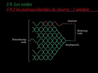3.9. Les osides 
3.9.2 les polysaccharides de réserve : l’amidon 
 