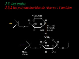 3.9. Les osides 
3.9.2 les polysaccharides de réserve : l’amidon 
 