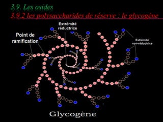 3.9. Les osides 
3.9.2 les polysaccharides de réserve : le glycogène 
 