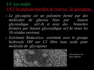 3.9. Les osides 
3.9.2 les polysaccharides de réserve : le glycogène 
 Le glycogène est un polymère formé par des 
molécules de glucose liées par liaison 
glycosidique α(1,4) et avec des branches 
formées par liaison glycosidique α(1,6) (tous les 
10 résidus environ). 
 Extrémité Réductrice: extrémité avec le groupe 
hydroxyle OH sur C1 libre (une seule pour 
molécule de glycogène) 
 