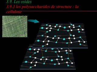 3.9. Les osides 
3.9.3 les polysaccharides de structure : la 
cellulose 
 