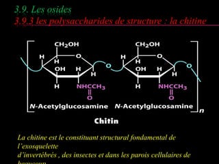 3.9. Les osides 
3.9.3 les polysaccharides de structure : la chitine 
La chitine est le constituant structural fondamental de 
l’exosquelette 
d’invertébrés , des insectes et dans les parois cellulaires de 
beaucoup 
 