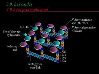 3.9. Les osides 
3.9.5 les protéoglicanes 
 