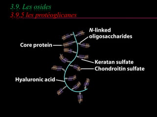 3.9. Les osides 
3.9.5 les protéoglicanes 
 
