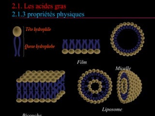 2.1. Les acides gras
2.1.3 propriétés physiques
Film
Micelle
Liposome
 