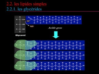2. Les lipides saponifiables
2.2. les lipides simples
 Les lipides simples, encore appelés homolipides
sont des corps ternaires (C, H, O).
 Ils sont des esters d'acides gras que l'on classe
en fonction de l'alcool :
 glycérides : (acylglycérols) sont des esters du
glycérol;
 cérides : sont des esters d'alcools à longue
chaîne (alcool gras)
 stérides : sont des esters de stérols (alcool
polycyclique)
 