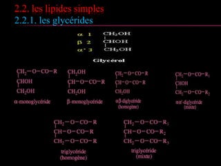 2.2. les lipides simples
2.2.1. les glycérides
 Ce sont les lipides les plus simples construits à
partir d’acides gras.
 Les lipides naturels les plus nombreux,
présents dans le tissu adipeux (graisses de
réserve) et dans de nombreuses huiles
végétales. Réserve énergétique importante chez
l’homme.
 Constitués d’un glycérol relié par fonctions
esters avec des acides gras pour former des
mono, di, ou Triglycérides
 