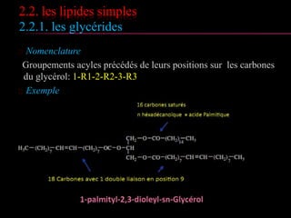 2.2. les lipides simples
2.2.1. les glycérides
 