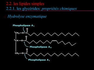 2.2. les lipides simples
2.2.1. les glycérides
 Nomenclature
Groupements acyles précédés de leurs positions sur les carbones
du glycérol: 1-R1-2-R2-3-R3
 Exemple
 