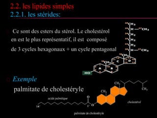 2.2. les lipides simples
2.2.1. les glycérides: propriétés chimiques
 Hydrolyse enzymatique
 