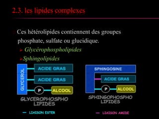 2.2. les lipides simples
2.2.1. les cérides:
 Principaux constituants des cires animales et bactériennes.
 Cire d’abeille riche en palmitate de céryle (1-hexaicosanol: 26
carbones) et en myricycle (30 carbones)
 