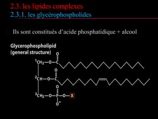 2.2. les lipides simples
2.2.1. les stérides:
 Ce sont des esters du stérol. Le cholestérol
en est le plus représentatif, il est composé
de 3 cycles hexagonaux + un cycle pentagonal
 Exemple
palmitate de cholestéryle
 