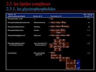 2.3. les lipides complexes
 Ces hétérolipides contiennent des groupes
phosphate, sulfate ou glucidique.
 Glycérophospholipides
Glyceroglycolipides
Sphingolipides
 