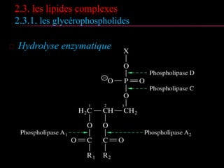2.3. les lipides complexes
2.3.1. les glycérophospholides
 