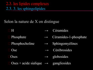2.3. les lipides complexes
2.3.2. les glycolipides
 Trois glycolipides des membranes des thylakoides du
chloroplaste
 