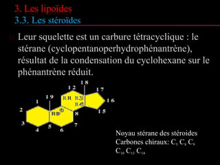 3. Les lipoïdes
3.3. Les stéroïdes
 Leur squelette est un carbure tétracyclique : le
stérane (cyclopentanoperhydrophénantrène),
résultat de la condensation du cyclohexane sur
le phénantrène réduit.
Noyau stérane des stéroides
Carbones chiraux: C5 C8 C9
C10 C13 C14
 