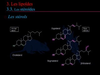 3. Les lipoïdes
3.3. Les stéroïdes
 Les stérols
 