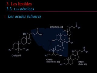 3. Les lipoïdes
3.3. Les stéroïdes
 Les acides biliaires
 