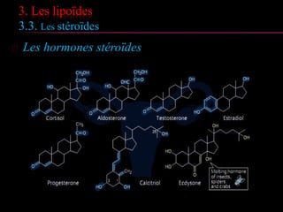 3. Les lipoïdes
3.3. Les stéroïdes
 Les hormones stéroïdes
 